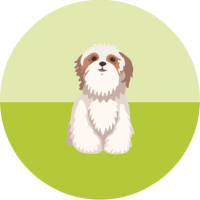 Adoptions et Ventes d'Animaux